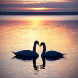 Swans